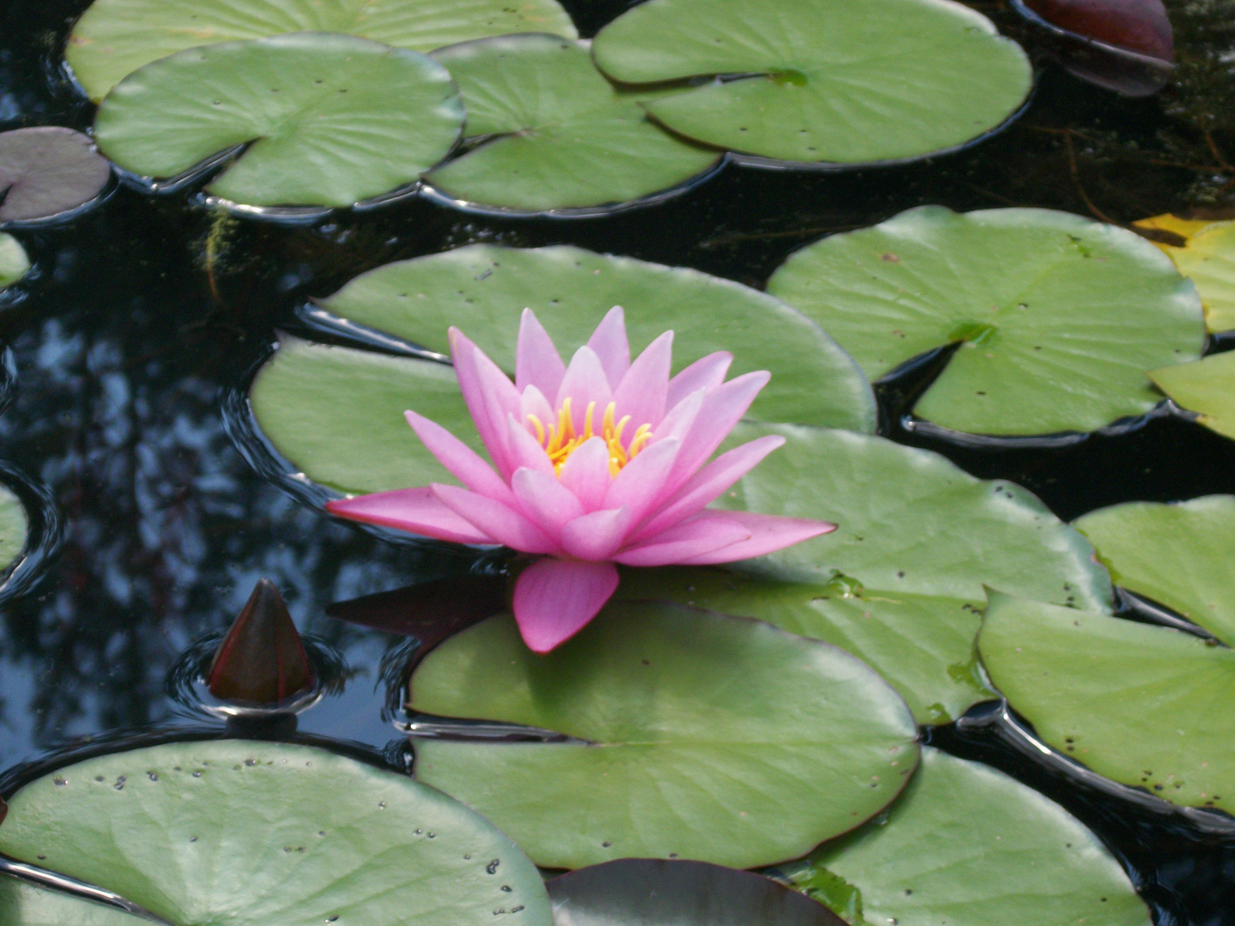 Water Lily Pad Name